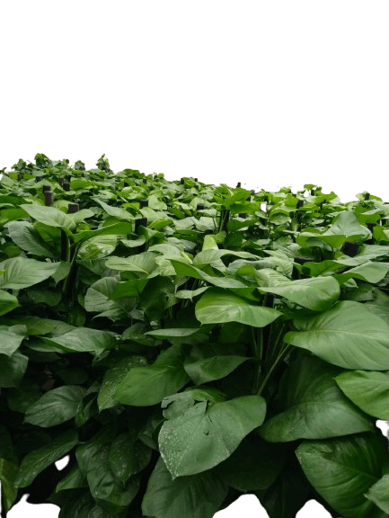 epipremnum plant