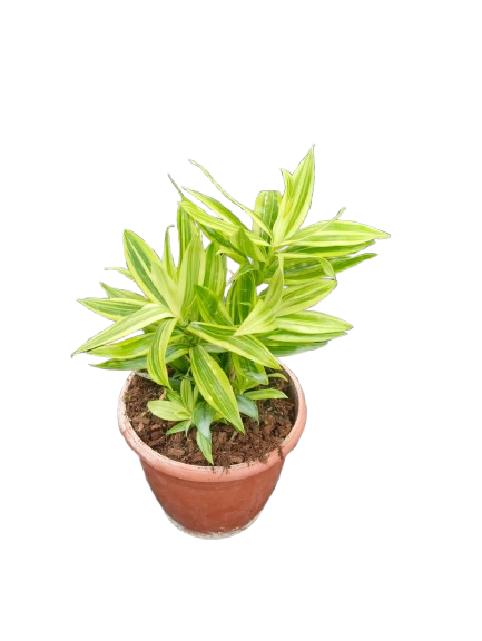 Golden Dracaena