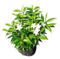Tabernaemontana