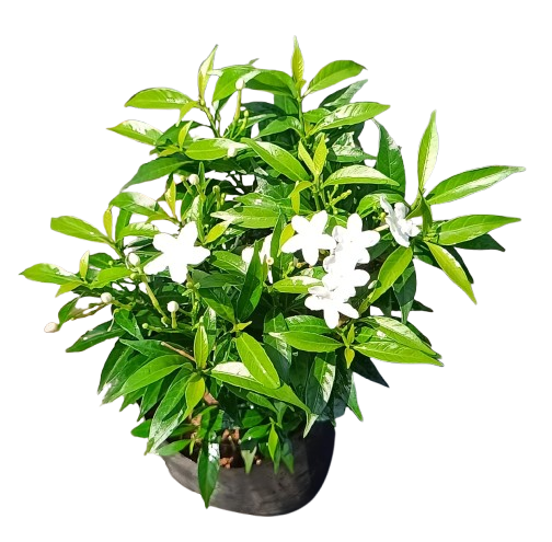Tabernaemontana