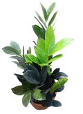 zamia black plant