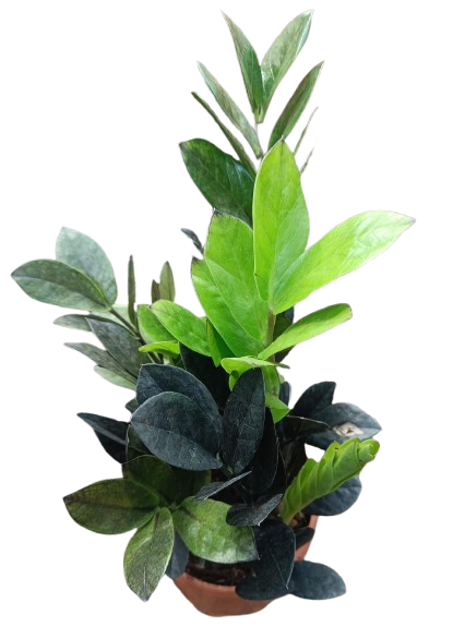 zamia black plant