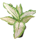 Dieffenbachia Delilah Plant