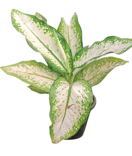 Dieffenbachia Delilah Plant