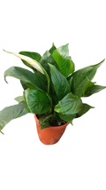 The peace lily