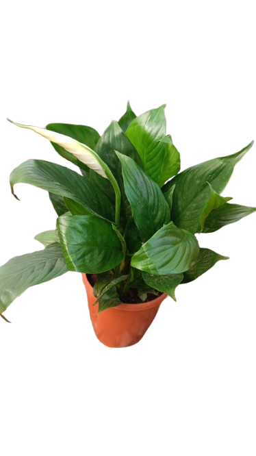 The peace lily