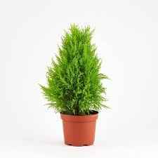 Golden Cypress live plant