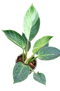 Philodendron Birkin