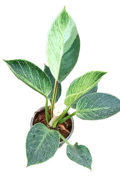 Philodendron Birkin