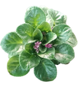 African Violet (Saintpaulia)