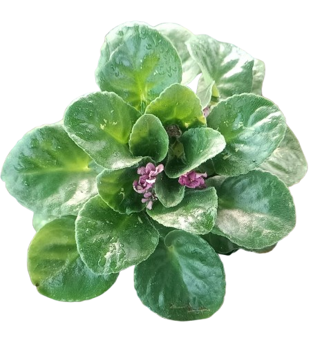 African Violet (Saintpaulia)