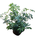 Schefflera Plant