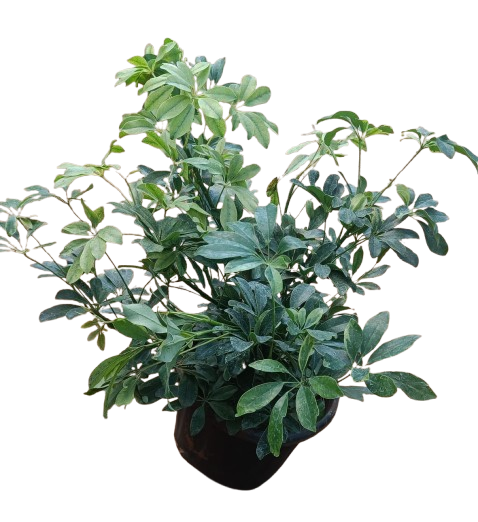 Schefflera Plant