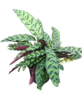 Calathea Lancifolia