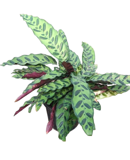 Calathea Lancifolia