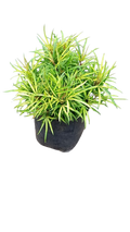 Golden Miagos Bush (Finger Aralia)