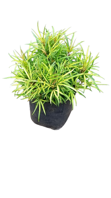 Golden Miagos Bush (Finger Aralia)