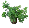 Arabian Jasmine plant