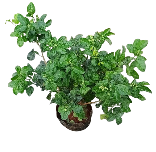 Arabian Jasmine plant