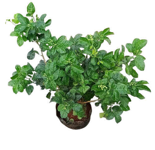 Arabian Jasmine plant