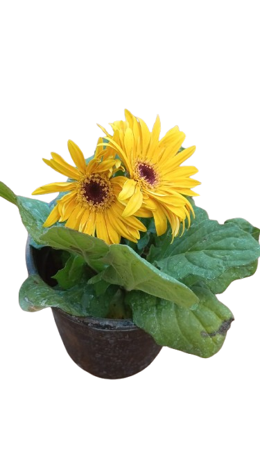 Live Yellow Gerbera Daisy Plant