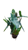Philodendron (Philodendron Bipinnatifidum)