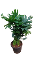 Philodendron Selloum Plant
