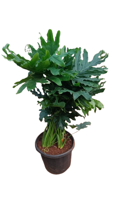 Philodendron Selloum Plant
