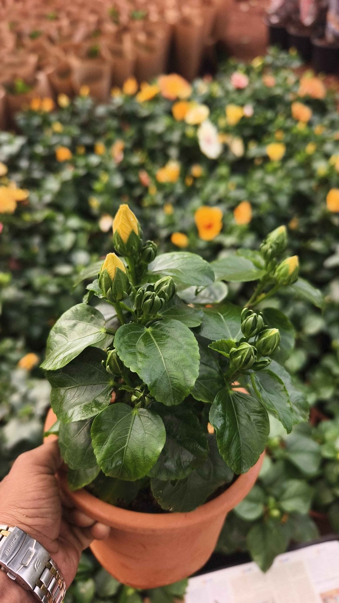 hibiscus flower plant