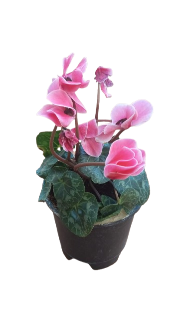 Cyclamen