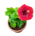 Premium Hibiscus Flower Plant