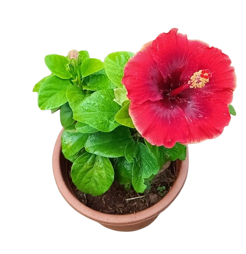 Premium Hibiscus Flower Plant