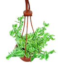 Curly Pedilanthus(Euphorbia tithymaloides)