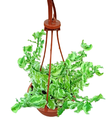 Curly Pedilanthus(Euphorbia tithymaloides)