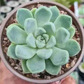 Echeveria elegans