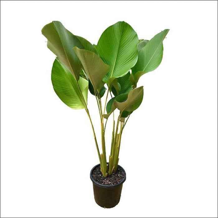 calathiyaCalathea lutea