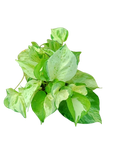 money plant