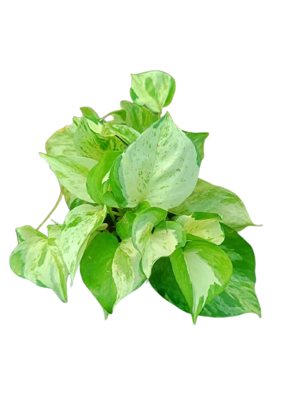 money plant