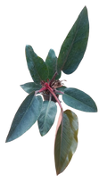 Philodendron