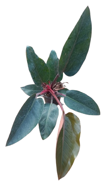 Philodendron
