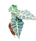 Alocasia Polly
