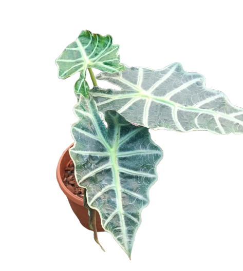 Alocasia Polly