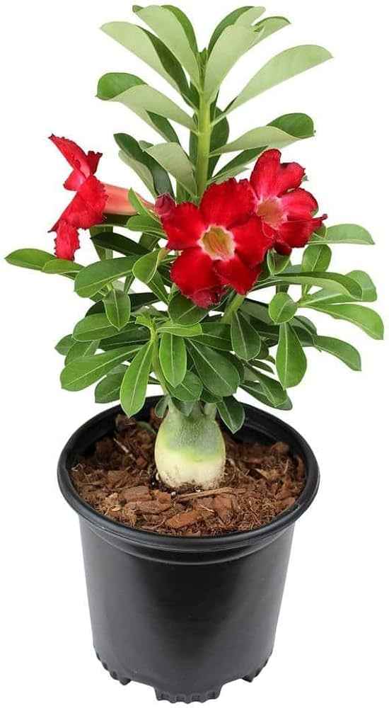 Adenium Desert Rose Live Plant