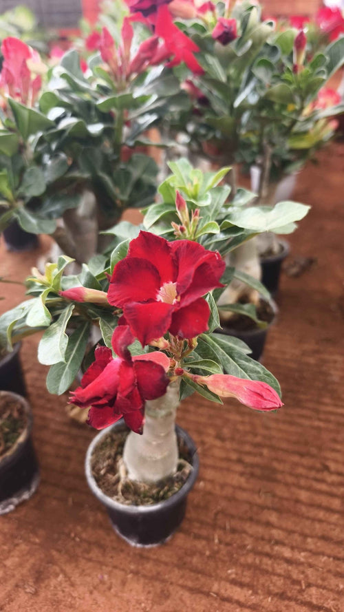 Adenium Desert Rose Live Plant