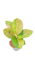 Aglaonema