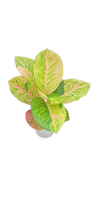 Aglaonema