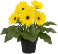 Live Yellow Gerbera Daisy Plant