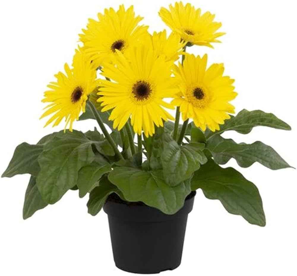 Live Yellow Gerbera Daisy Plant
