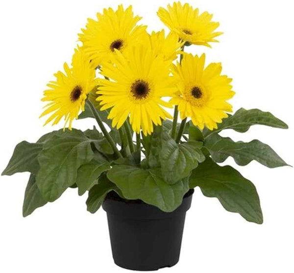 Live Yellow Gerbera Daisy Plant