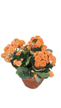PlantaZee live orange Kalanchoe plant